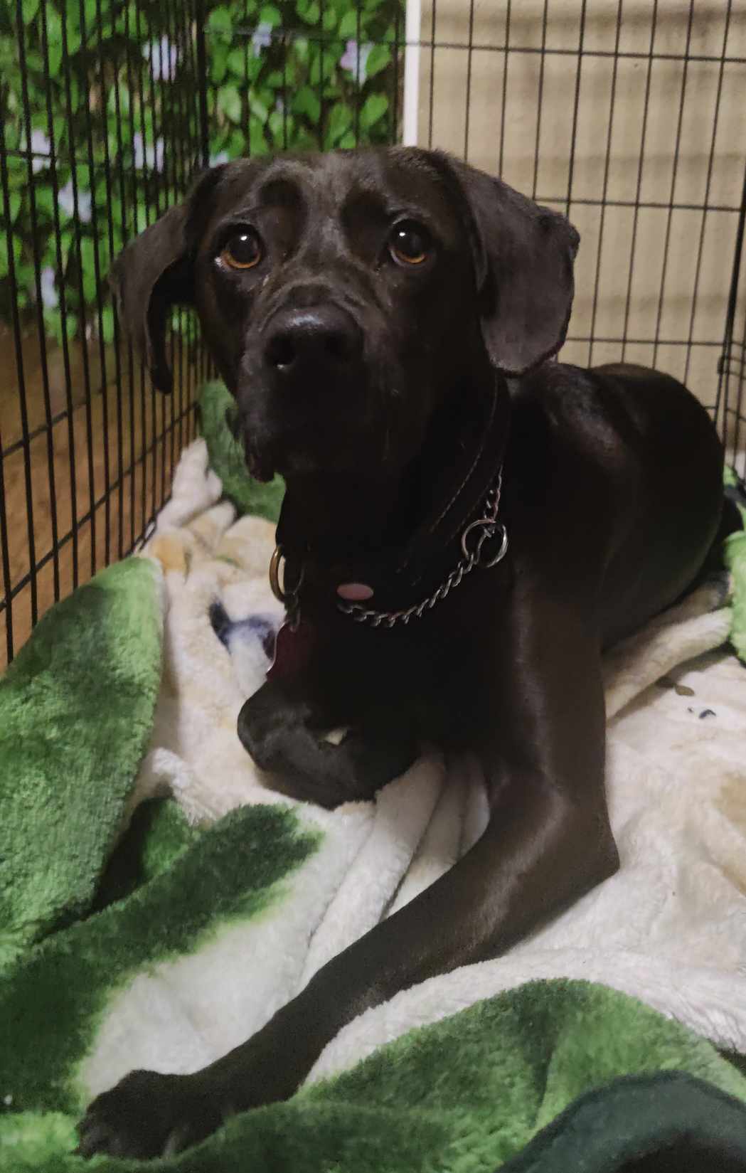 Dixie, photo 6